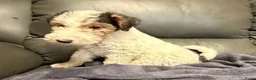 Fox Terriër Draadhaar honden te koop: Fox terriër Draadhaar pups te koop - Advertentie 9