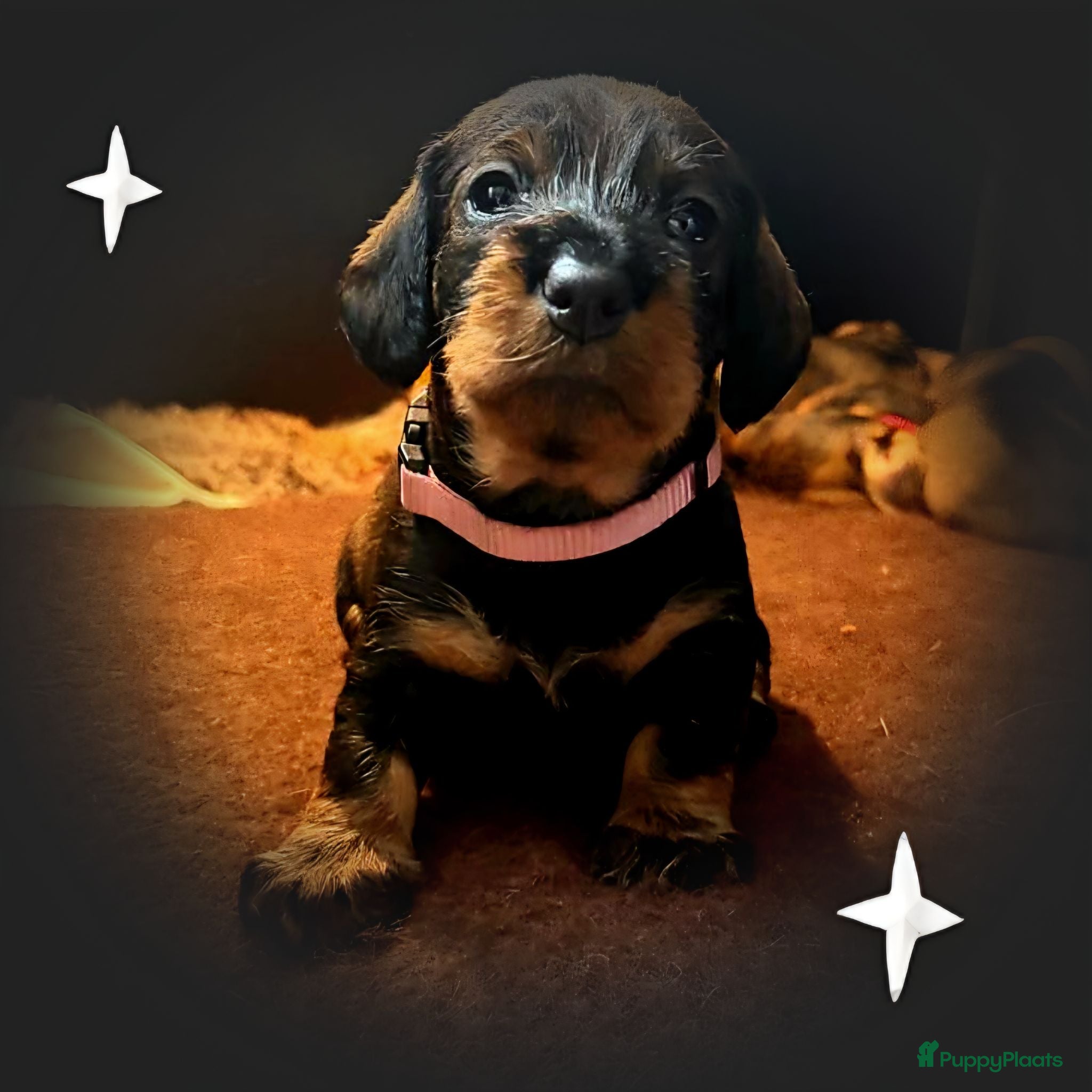 Ruwhaar Teckel honden Ruwharige teckelpups lief karakter en jachtpassie - Advertentie 2