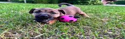 Jack Russel Terriër honden te koop: Prachtige Jack Russel Puppy’s  - Advertentie 3