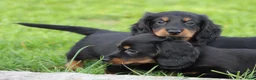 Teckel (langhaar) honden te koop: Teckel pups Black& tan langhaar - Advertentie 9
