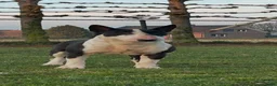 Bull Terriër honden te koop: Standaard bull terriër uit gekeurde ouders met fci - Advertentie 19