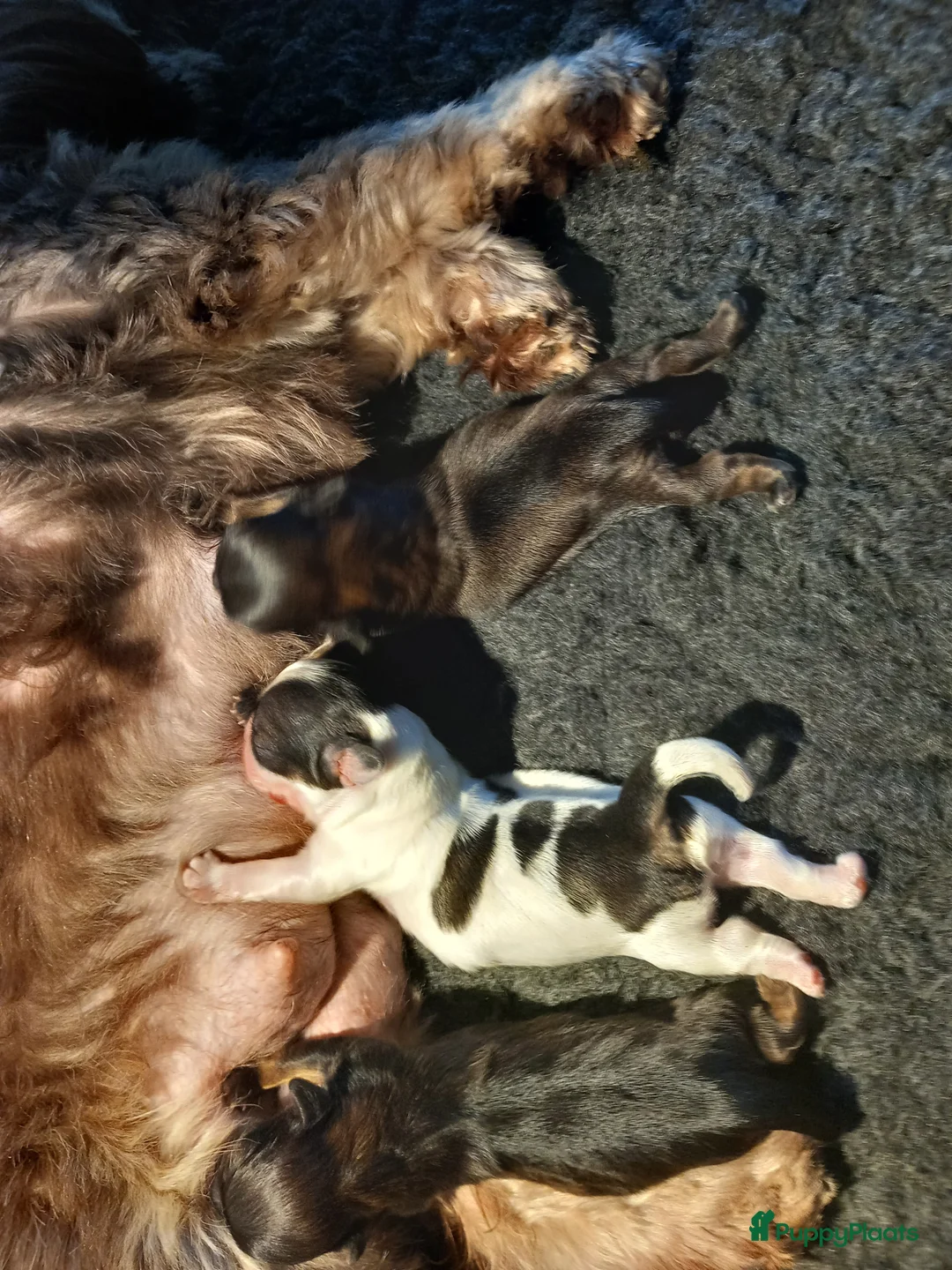 Kruising honden te koop: Shih tzu/boomer - Advertentie 3