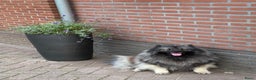 Keeshond honden te koop: Raszuivere blauwe /wolfsgrijze grote keeshond pups - Advertentie 2
