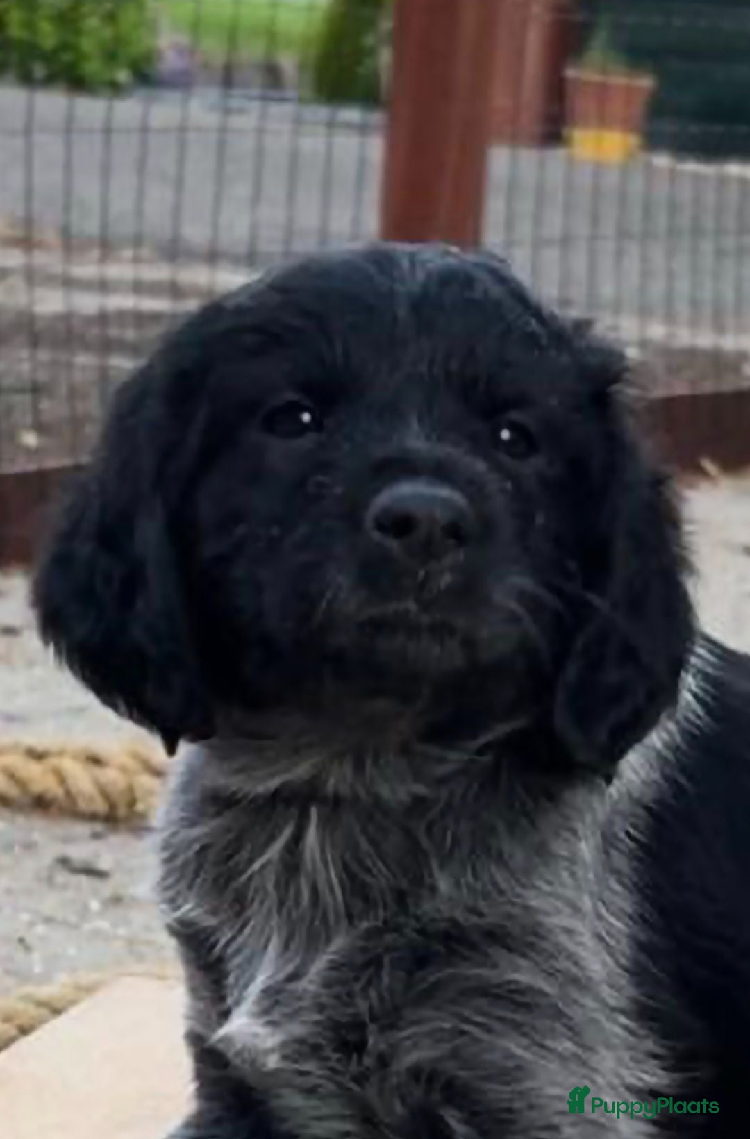 Kruising honden Unieke aparte bijzondere kruising - Advertentie 13