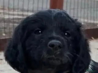 Kruising honden Unieke aparte bijzondere kruising - Advertentie 13