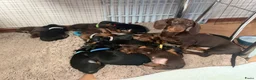Teckel (korthaar)  honden te koop: Kortharige dwergteckel pups in Amersfoort - Advertentie 1