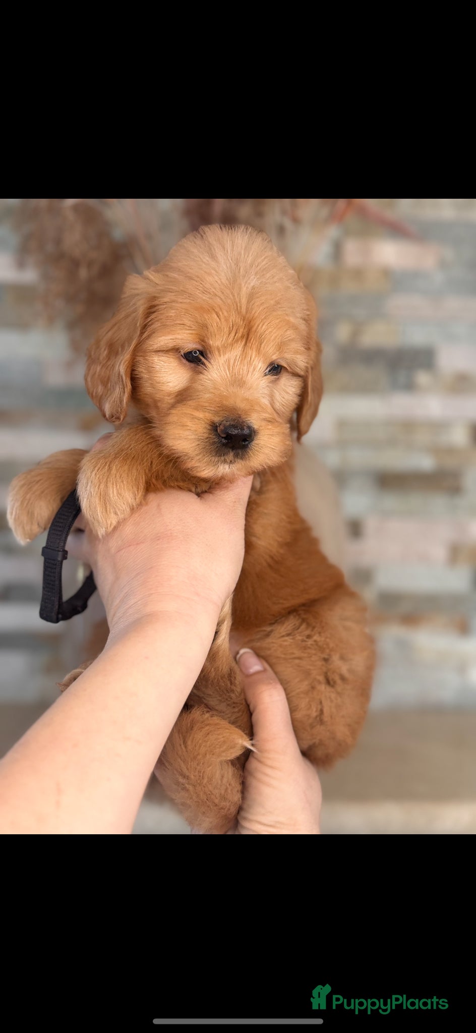 Goldendoodle honden Prachtige goldendoodle pups - Advertentie 1