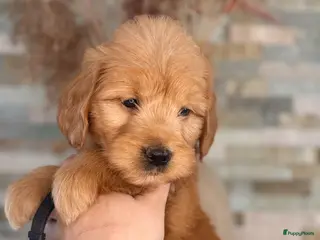 Goldendoodle honden te koop: Prachtige goldendoodle pups - Advertentie 1