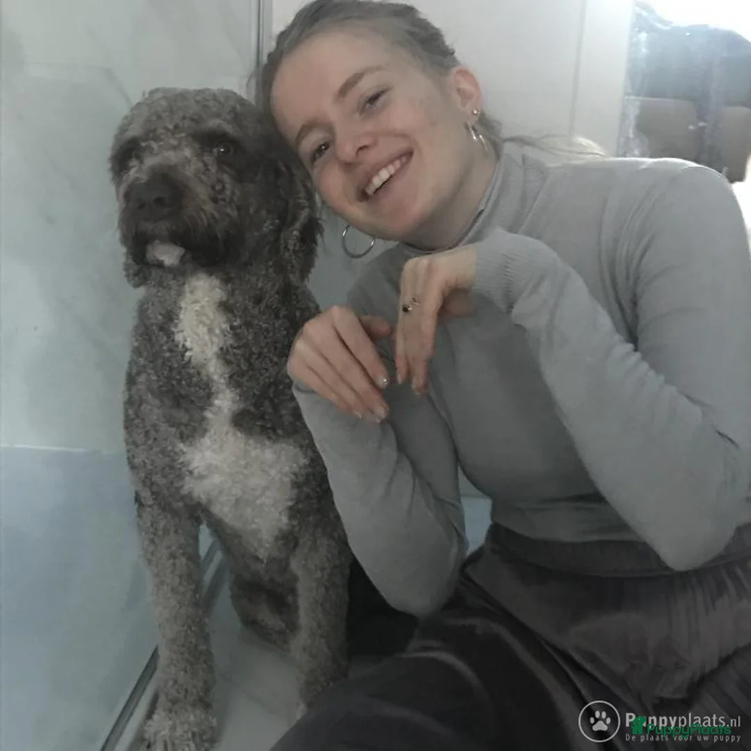 Spaanse Waterhond honden ter dekking: Spaanse Waterhond James in Zaamslag - Advertentie 5