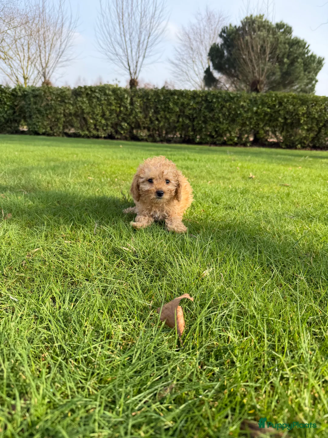 Labradoodle honden te koop: Mini Doodle (Poedel x Mini Labradoodle) pups - Advertentie 23