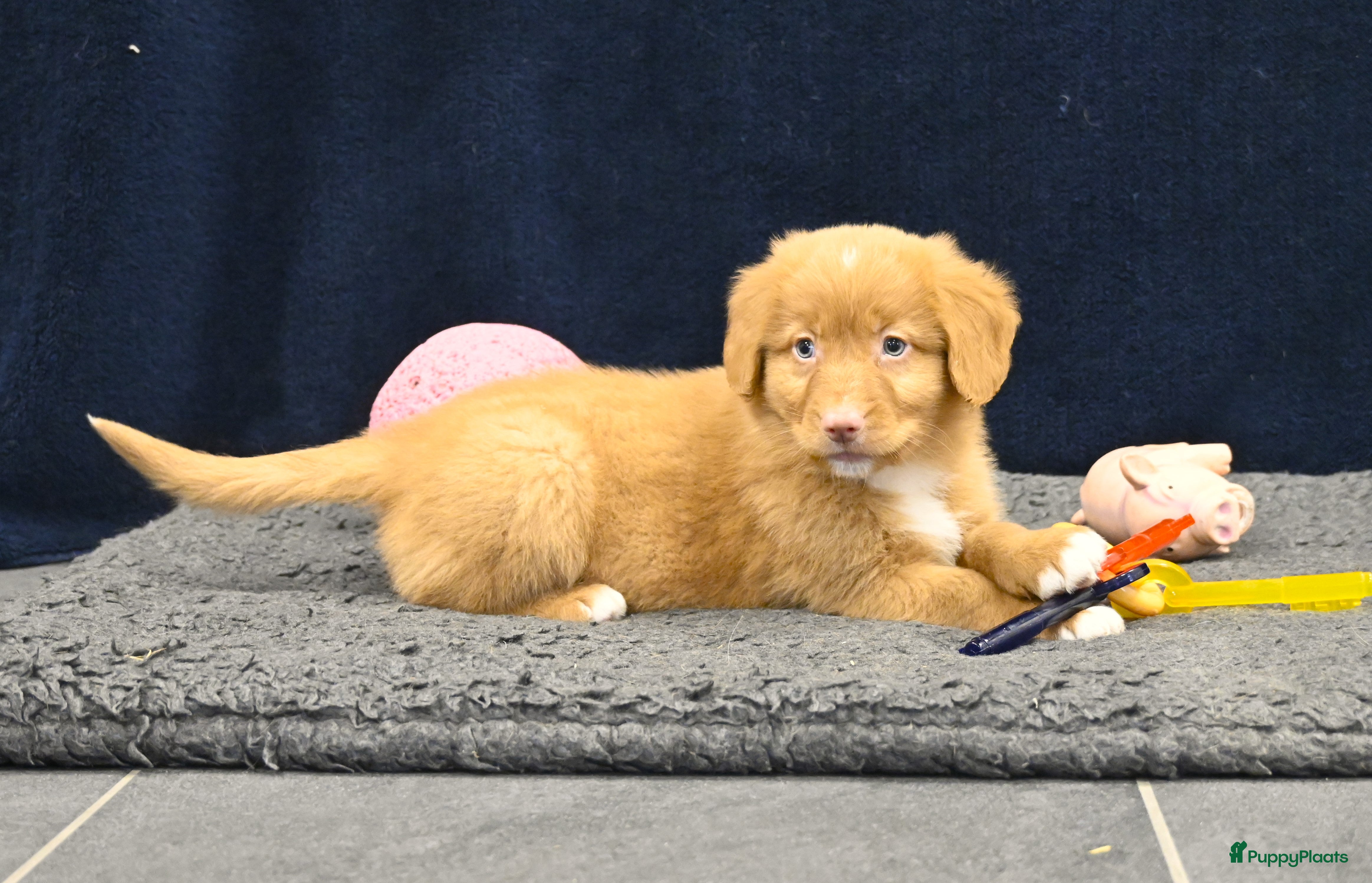 Nova Scotia Duck Tolling Retriever honden Speelse Nova Scotia Duck Tolling Retriever pups  - Advertentie 2