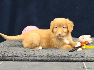 Nova Scotia Duck Tolling Retriever honden Speelse Nova Scotia Duck Tolling Retriever pups - Advertentie 2