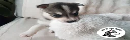 Pomsky honden te koop: Pomsky puppy’s F4+, 100% Amerikaanse bloedlijn - Advertentie 28