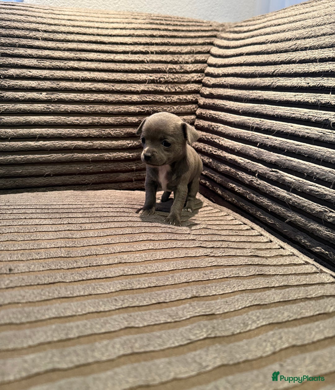 Chihuahua honden te koop: Te koop chihuahua pups - Advertentie 4