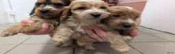 Cockapoo honden te koop: COCKAPOO-PUPPY’S 2 REUTJES & 1 TEefJE BESCHIKBAAR! in Amsterdam - Advertentie 12