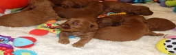 Australian Labradoodle honden te koop: 1 teefje en 3 reutjes Australian labradoodle pups - Advertentie 28