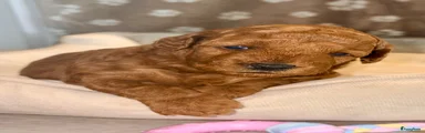 Dwergpoedel Puppy 2