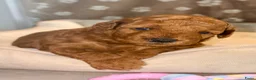 Dwergpoedel honden te koop: 🐾 Te koop: 2 prachtige dwergpoedel puppy’s 🐾 - Advertentie 8