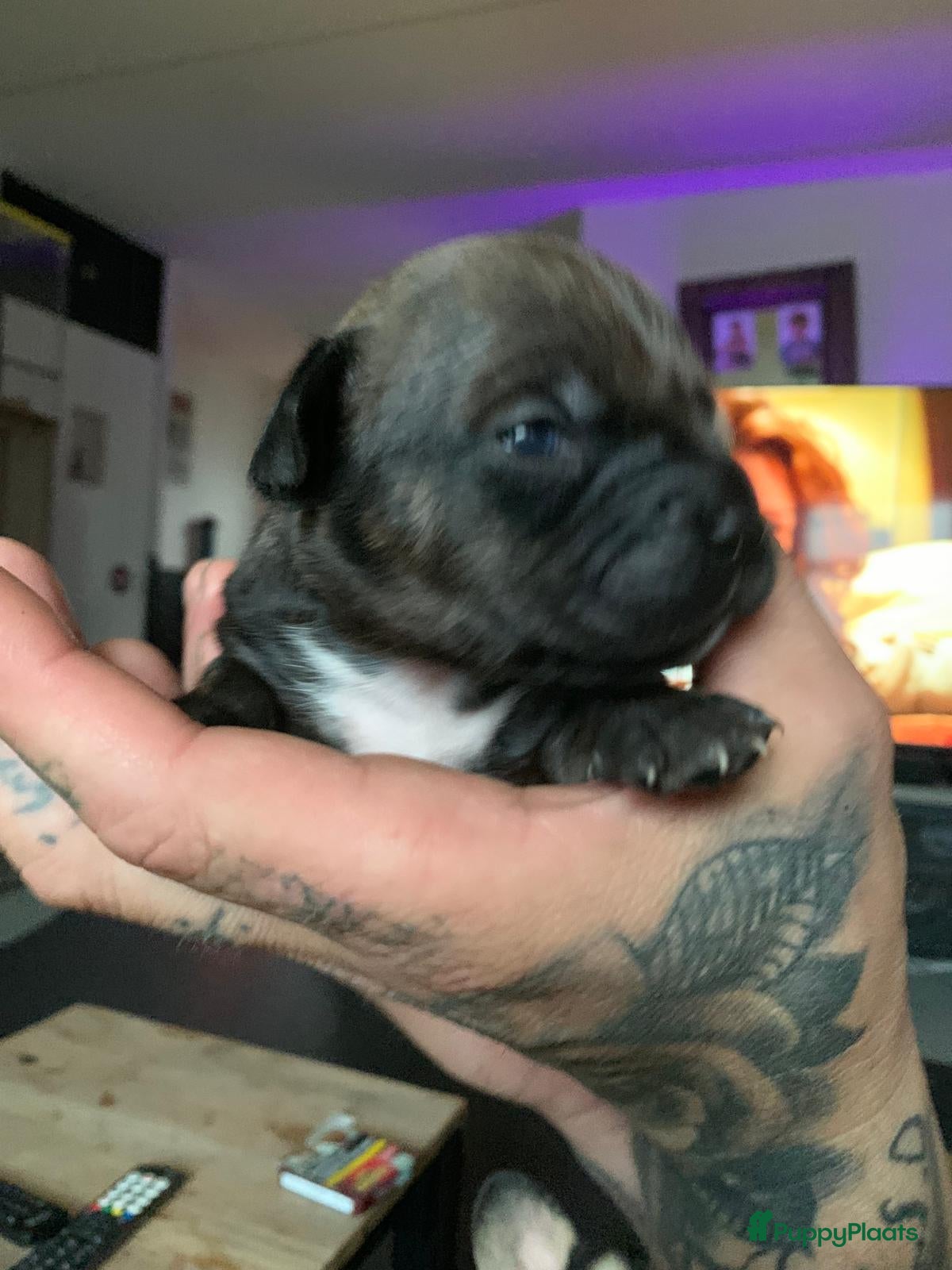 Kruising honden te koop: Mooie kruising fransebull / Americanbull - Advertentie 13
