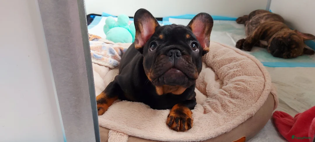 Franse Bulldog honden te koop: Prachtige Franse Bulldog pups met stamboom - Advertentie 2