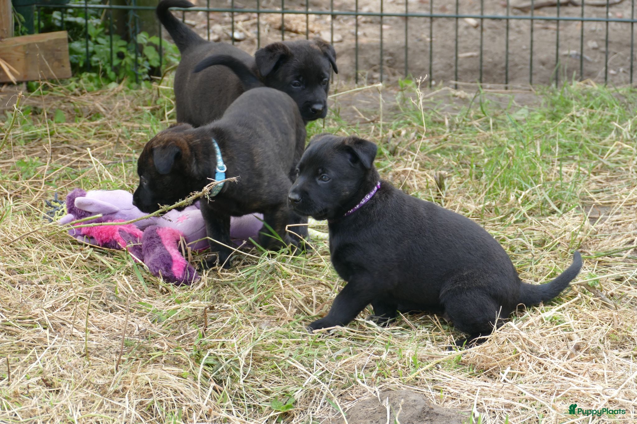 Hollandse Herder honden Te koop: Hollandse herderpups - Advertentie 1
