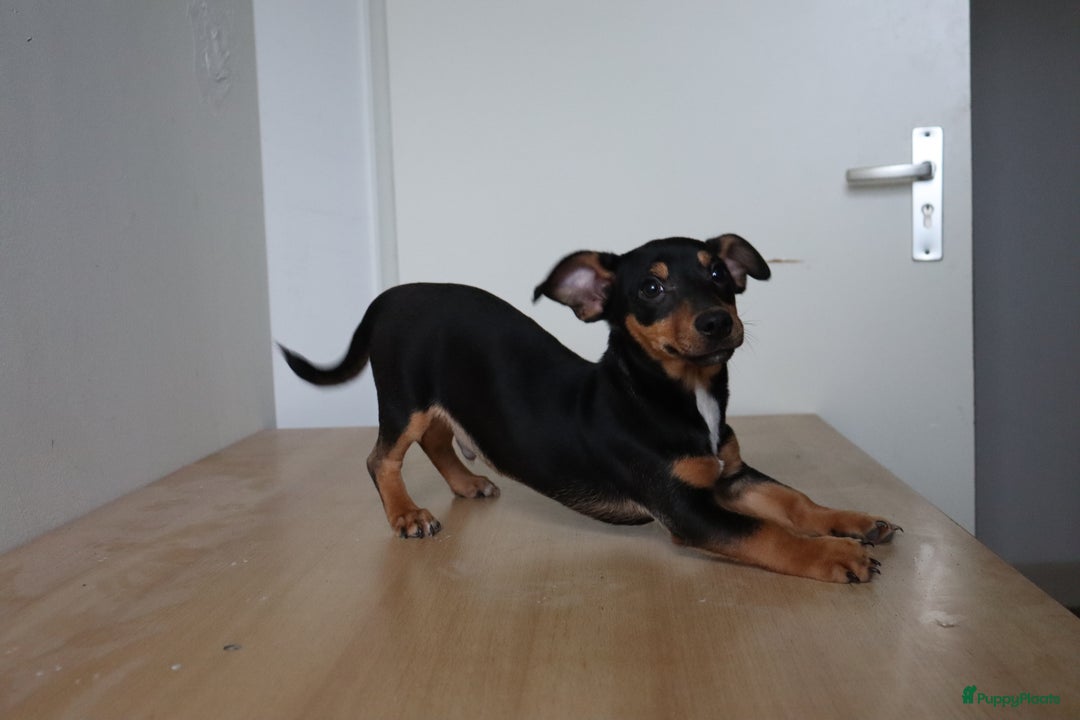 Jack Russel Terriër honden te koop: Mega Mooie jacks te koop - Advertentie 13