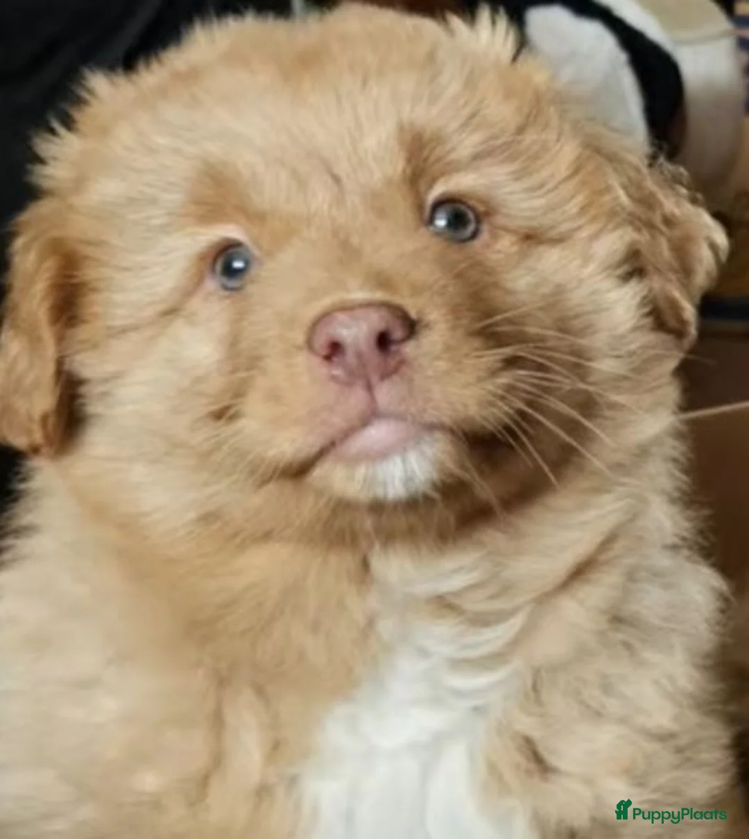 Nova Scotia Duck Tolling Retriever honden te koop: Nova scotia duck tolling retriever pups - Advertentie 2