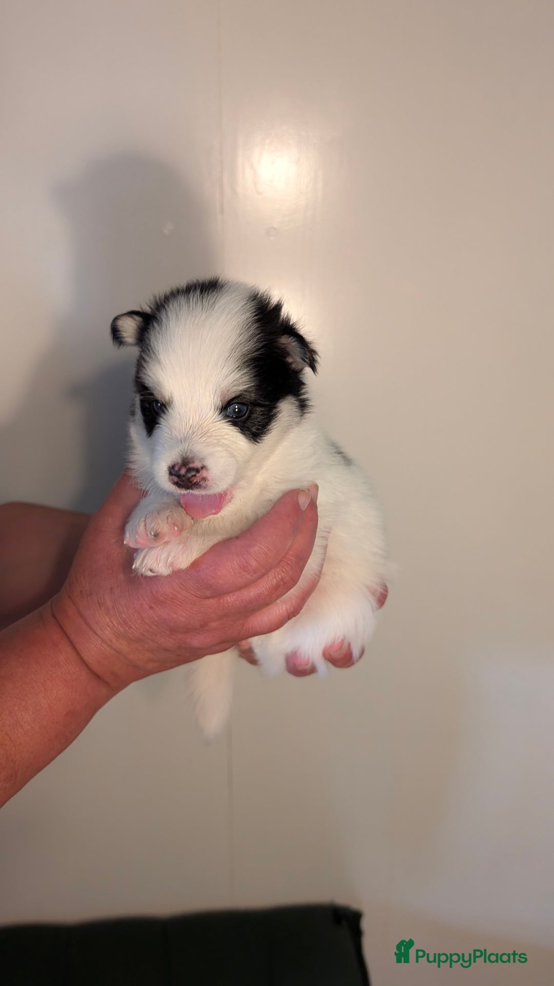Pomsky honden te koop: Prachtige pomskypups  - Afbeelding 8