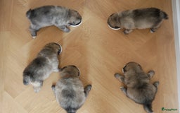 Keeshond honden te koop: Kruising Keeshond X Japanse Spits - Afbeelding 20