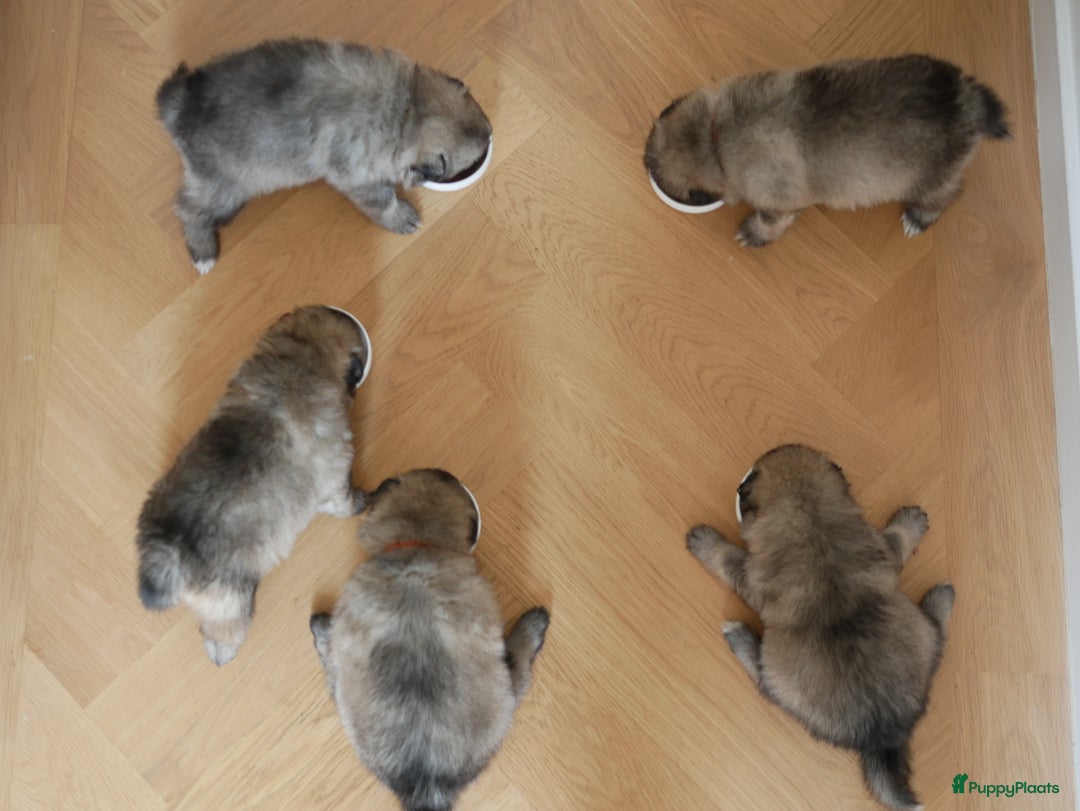 Keeshond honden te koop: Kruising Keeshond X Japanse Spits - Afbeelding 20