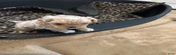 Maltipoo honden te koop: Prachtig crème gemêleerde Maltipooe F1 reutjes - Advertentie 9