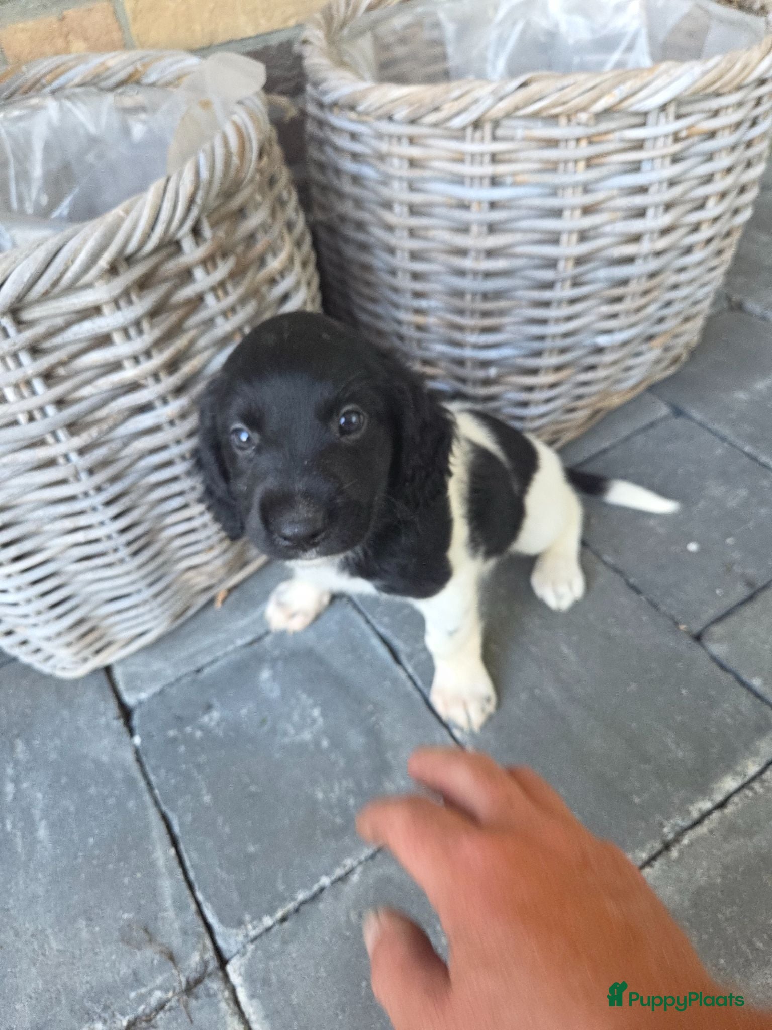 Kruising honden Friese stabij/Heidewachtel pups - Advertentie 11