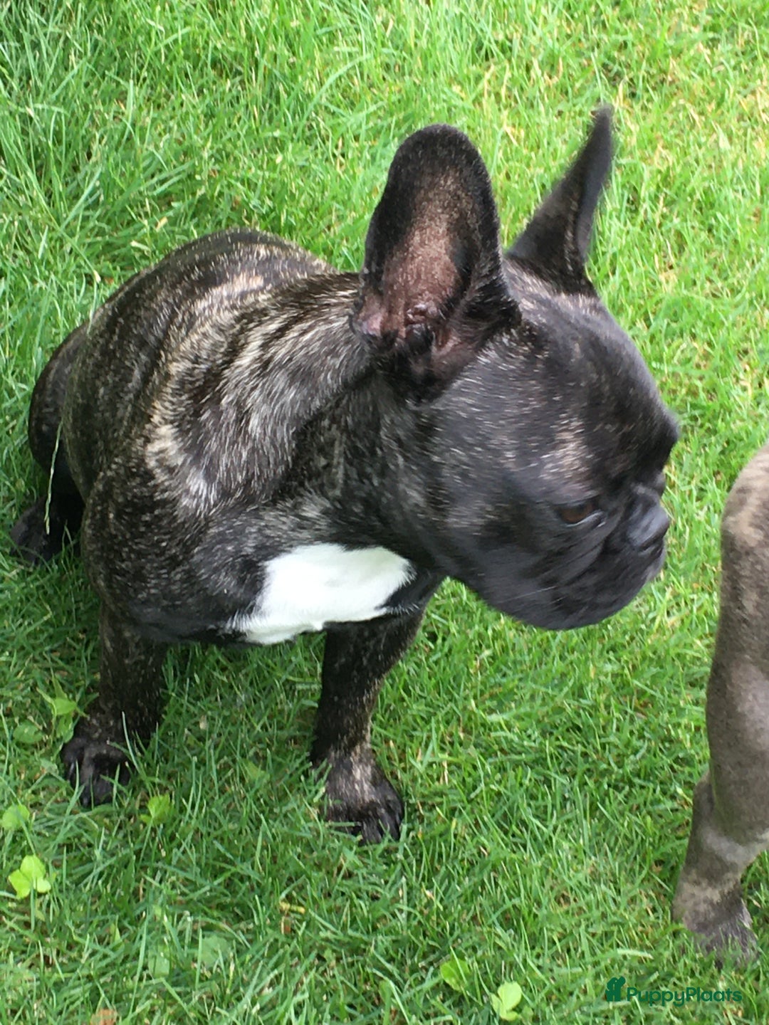 Franse Bulldog honden te koop: Franse bulldog puppy’s  - Advertentie 2