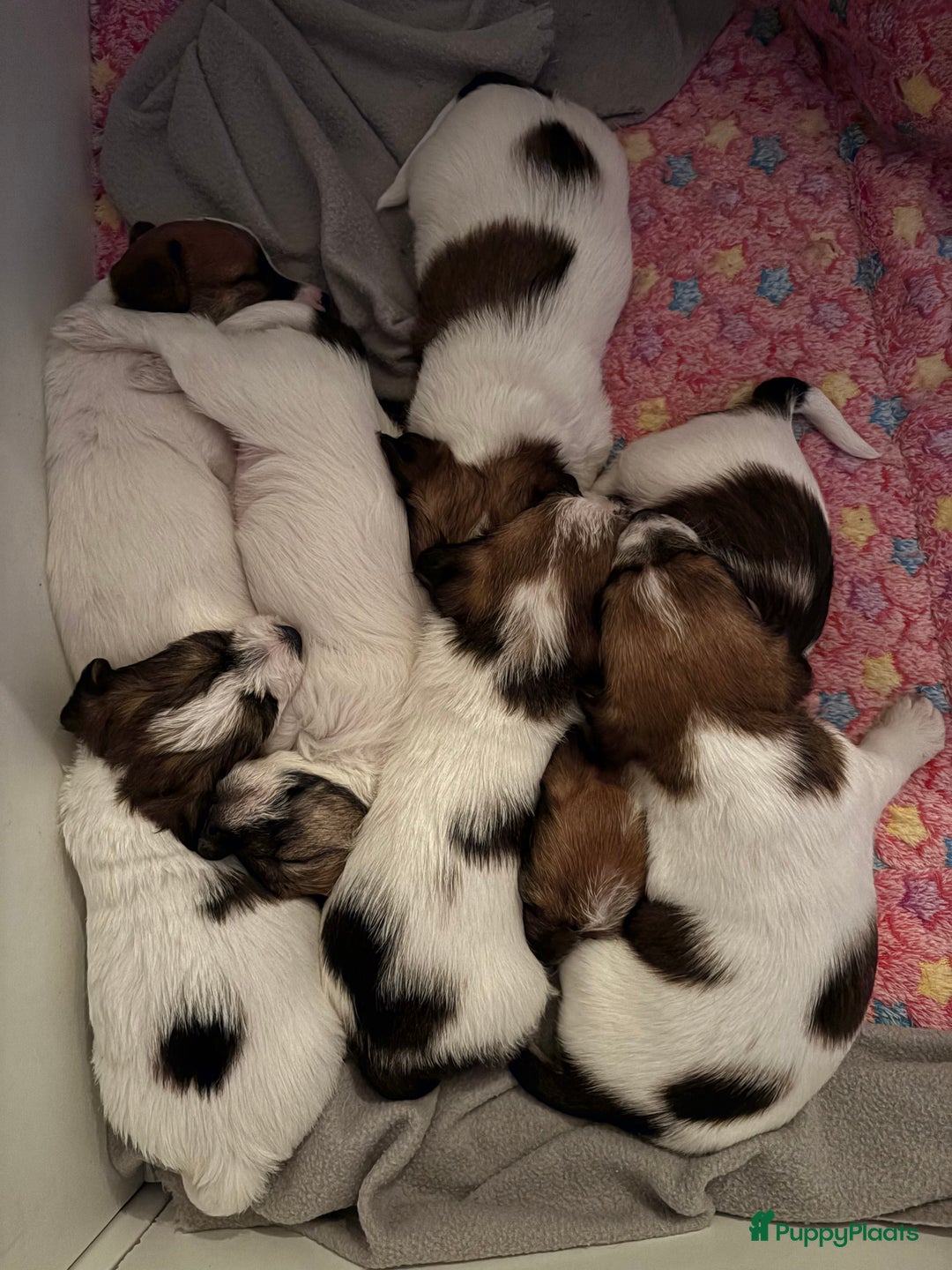 Jack Russel Terriër honden te koop: Ruwharige Jack Russel pups te koop - Advertentie 4