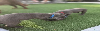 Labrador Retriever 7