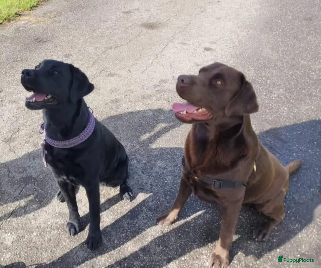 Labrador Retriever honden te koop: Hallo Labrador liefhebber  in Berkhout - Advertentie 2