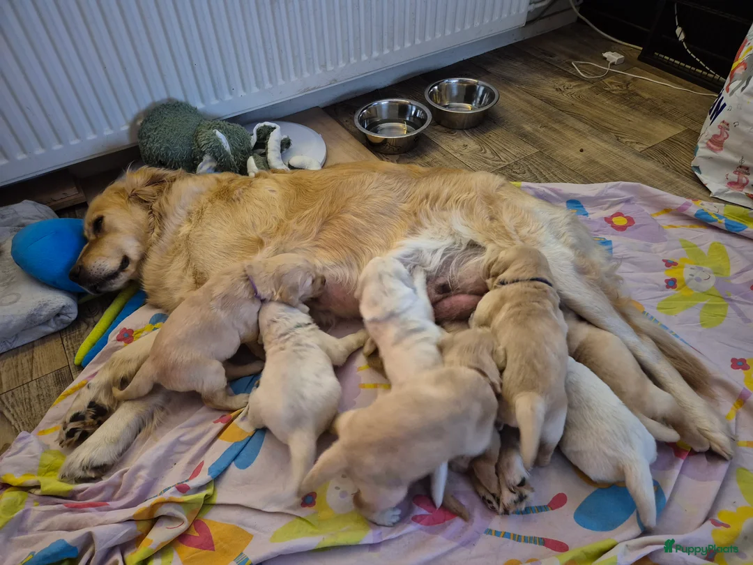 Golden Retriever honden te koop: Liefdevol en huiselijk nest Golden Retriever pups  - Advertentie 2