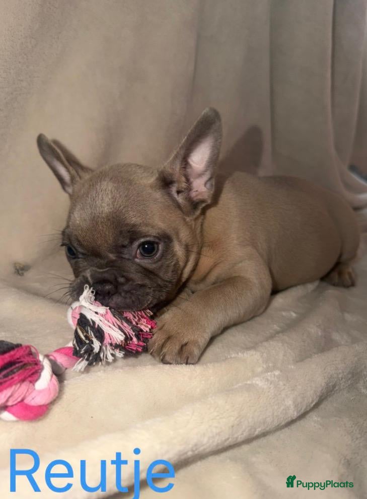 Franse Bulldog honden Mooie franse bulldog pups mogen nest verlaten - Advertentie 1
