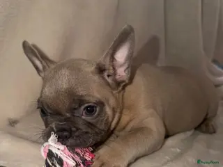 Franse Bulldog honden Mooie franse bulldog pups mogen nest verlaten - Advertentie 1