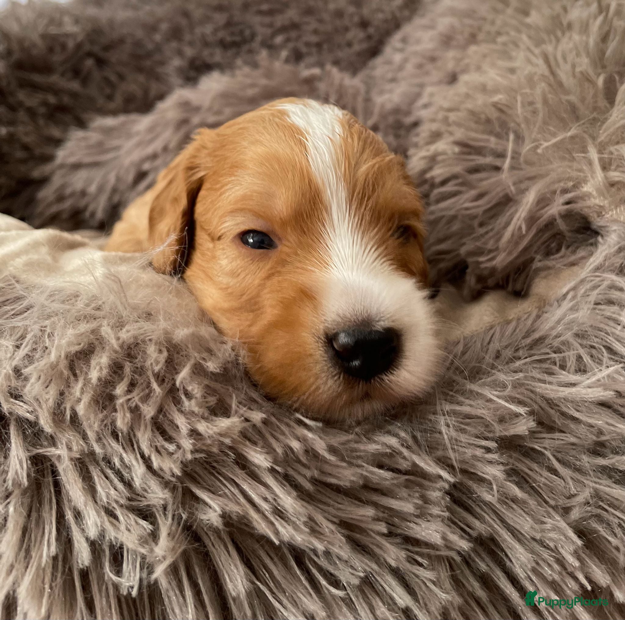 Australian Labradoodle honden te koop: Nestje Australian Labradoodles mini - Advertentie 16
