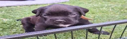 Kruising honden te koop: Unieke leuke kruising boxador x boxer pups - Advertentie 5