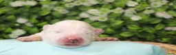 Samojeed honden te koop: Samojeed puppy’s  - Advertentie 11