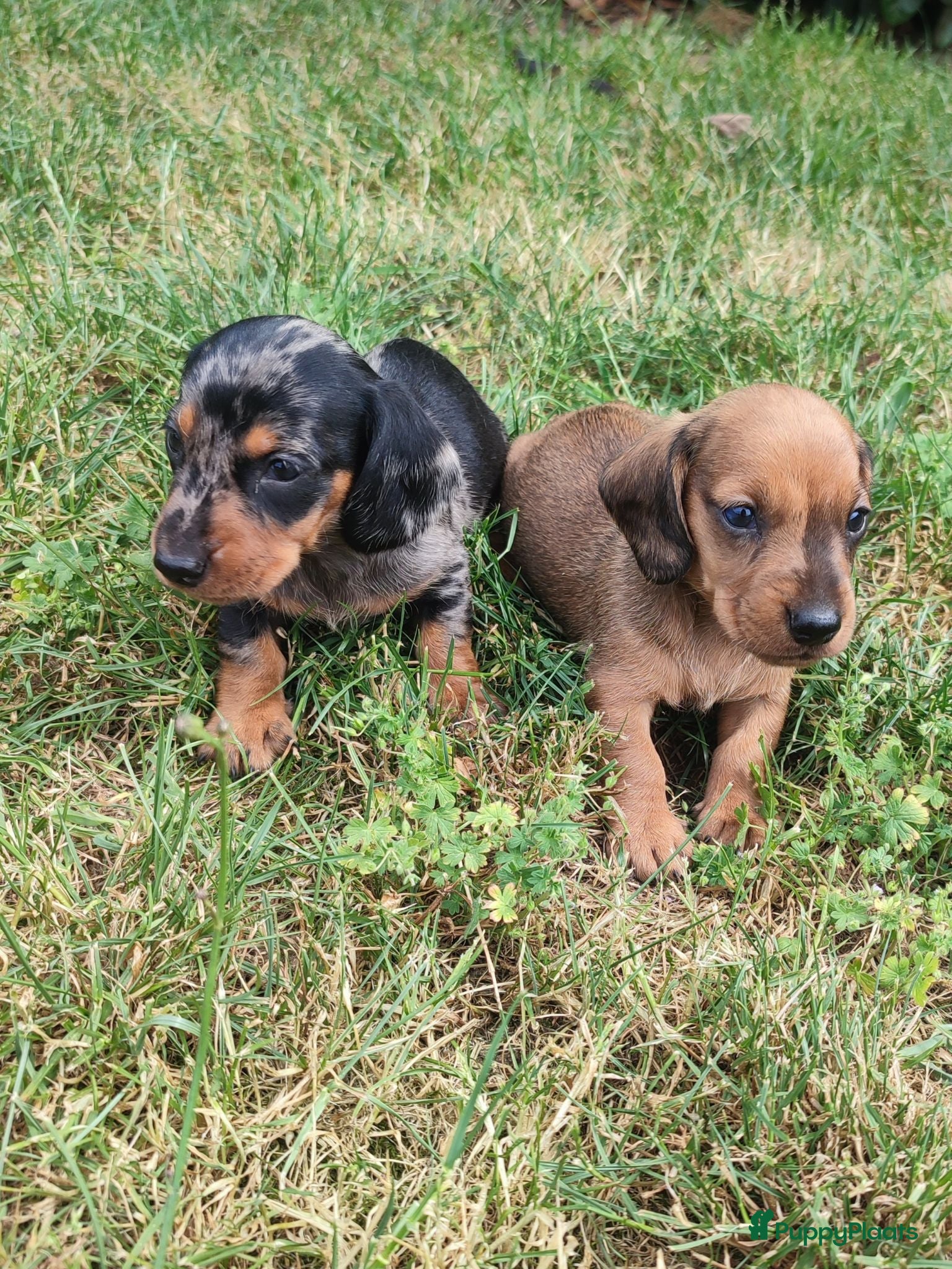 Teckel (korthaar)  honden Knappe dwergteckel pups - Advertentie 2