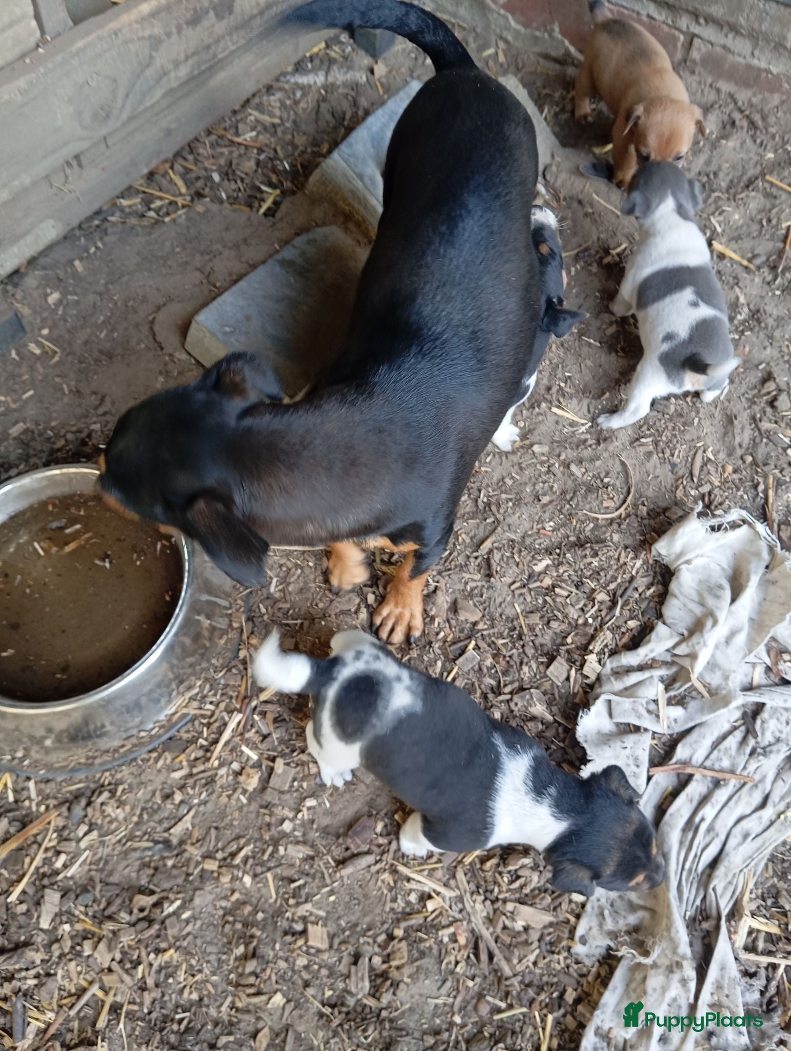 Jack Russel Terriër honden Jack Russell boerderijpups - Advertentie 1