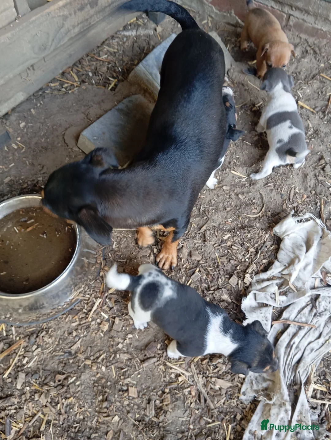 Jack Russel Terriër honden te koop: Jack Russell boerderijpups - Advertentie 1