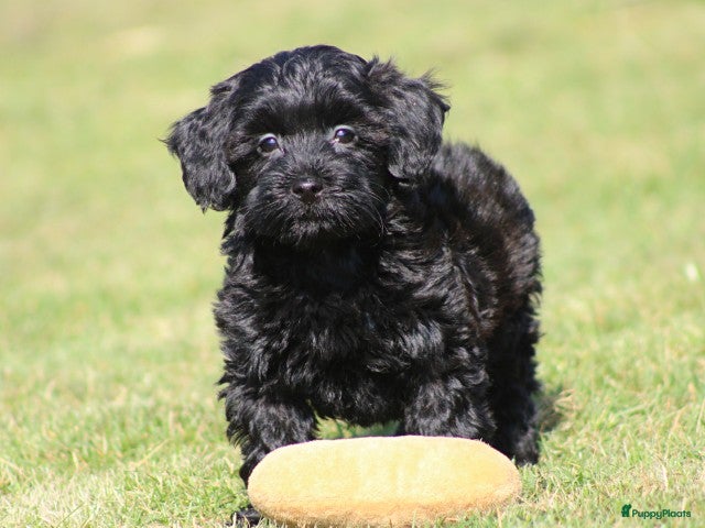 Maltipoo honden Leuke Maltipoo pups. - Advertentie 4