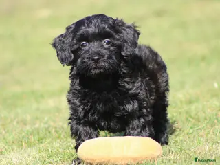 Maltipoo honden Leuke Maltipoo pups. - Advertentie 4