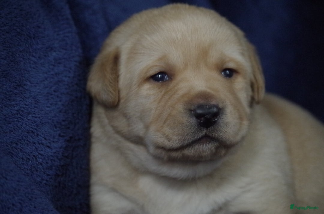 Labrador Retriever honden te koop: schitterend geel labrador reutje beschikbaar.  - Advertentie 6