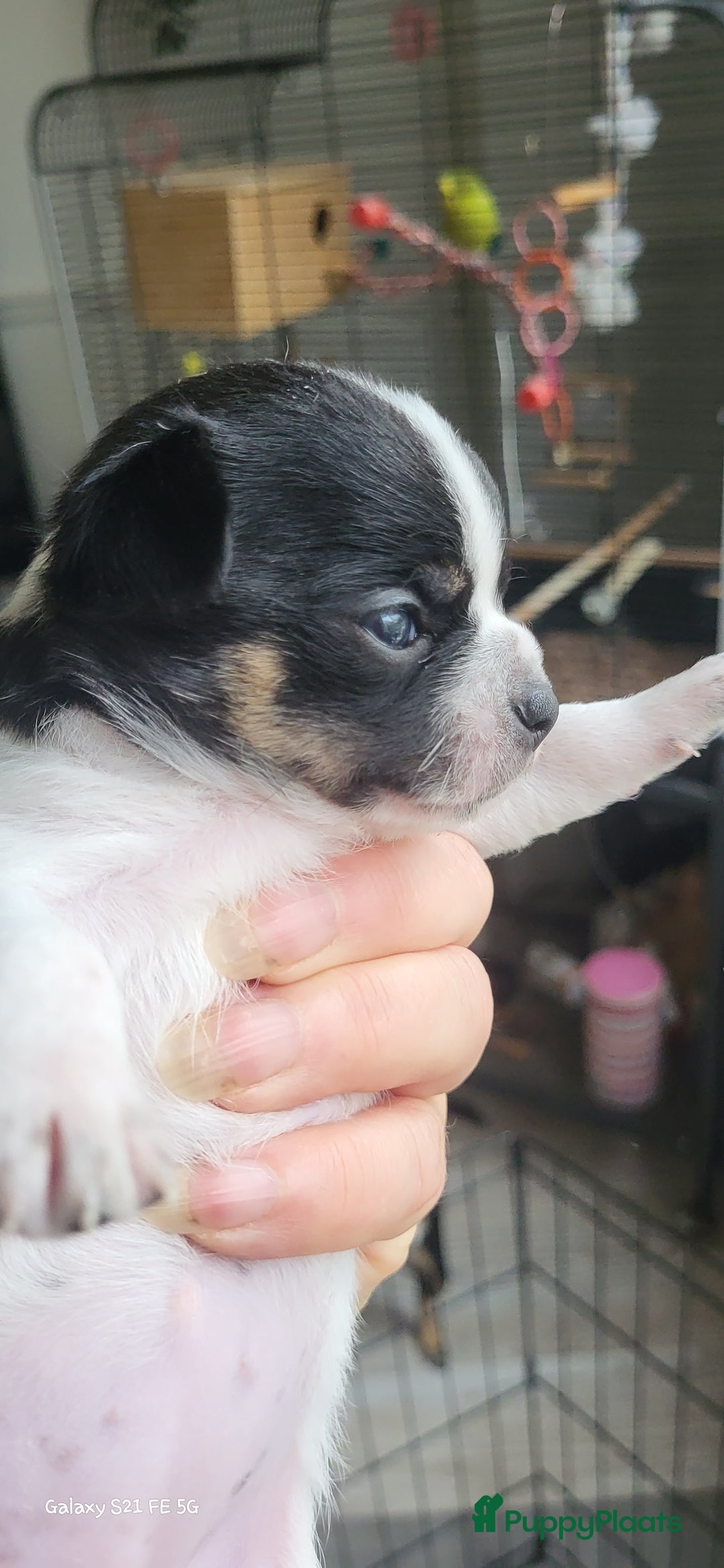 Chihuahua honden ter dekking: Dekreu, niet te koop. Blauw wit met crème  - Advertentie 5