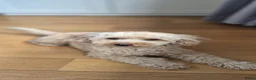 Kruising honden te koop: 2 super schattige toy/dwerg poedeltjes in Sint Philipsland - Advertentie 2